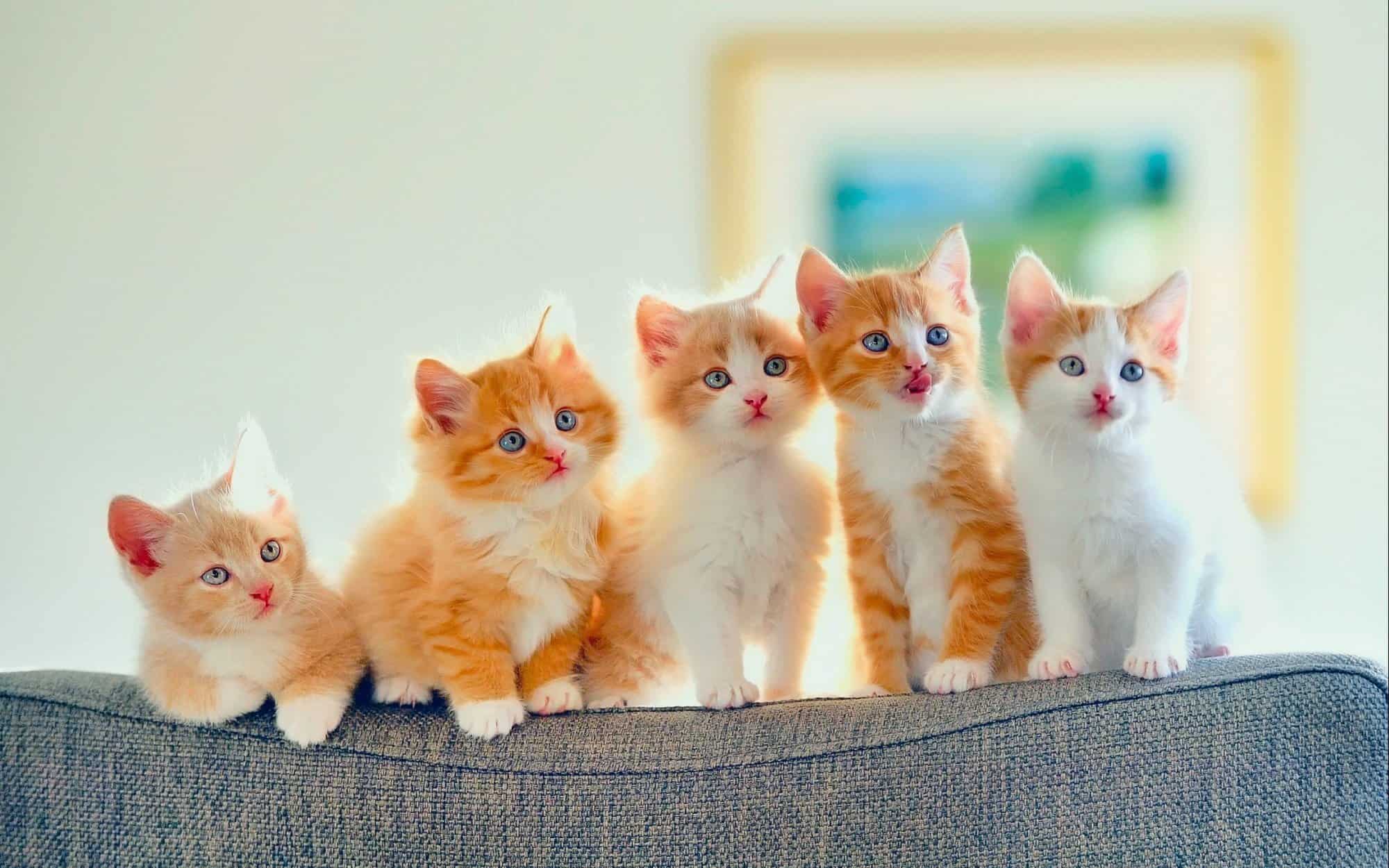 أجمل أسماء قطط كيوت ذكور واناث اجنبية