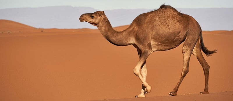 هيا الله سبحانه وتعالى تراكيب للجمل مكنته من التكيف في الصحراء منها