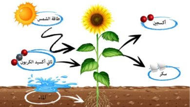 ما التركيب الذي يختلف في الفطريات عنه في النبات
