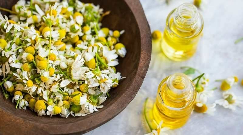 تجربتي مع شرب البابونج كل يوم هل مضر أم جيد