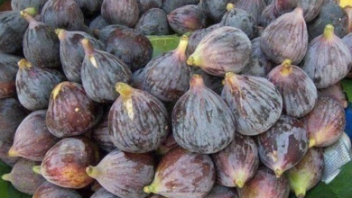 تفسير شراء التين في المنام