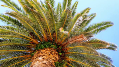 تفسير حلم رؤية النخل في المنام