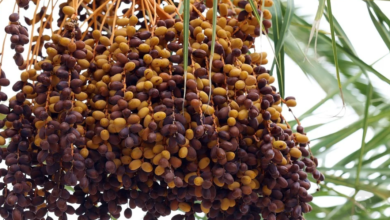 تفسير حلم رؤية البلح الرطب في المنام