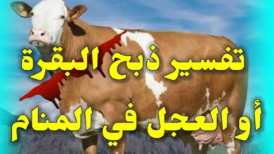 تفسير حلم رؤية ذبح العجل في المنام