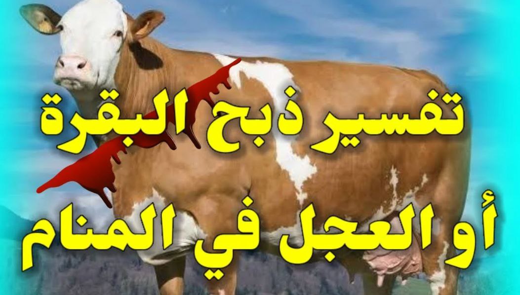 تفسير حلم رؤية ذبح العجل في المنام