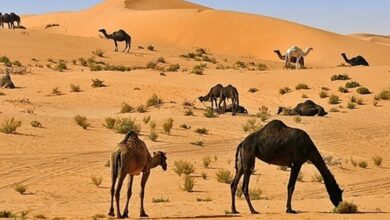 العبيلي وش يرجع وشجرة العائلة