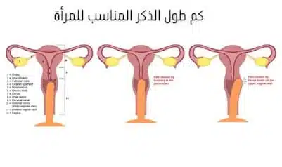 كم طول الذكر المناسب للمرأة في سن 40