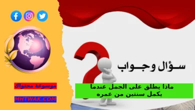 حل سؤال ماذا يطلق على الجمل عندما يكمل سنتين من عمره